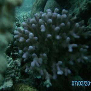 Australia_Underwater_2012_355