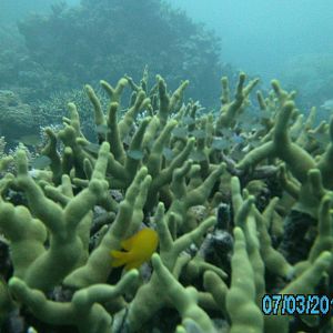 Australia_Underwater_2012_356