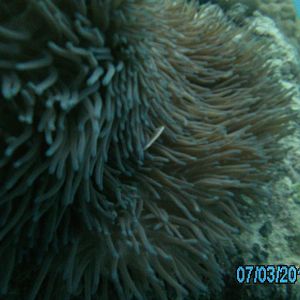 Australia_Underwater_2012_358