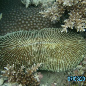 Australia_Underwater_2012_361