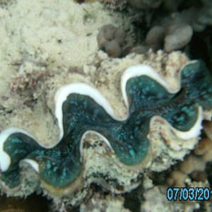 Australia_Underwater_2012_364