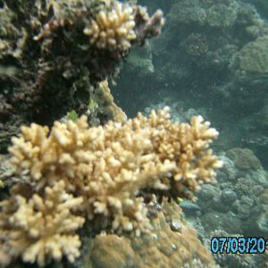 Australia_Underwater_2012_365