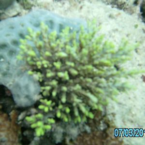 Australia_Underwater_2012_369