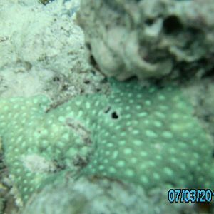 Australia_Underwater_2012_370