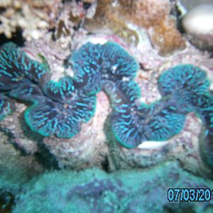 Australia_Underwater_2012_371