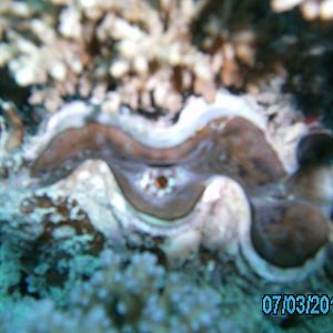 Australia_Underwater_2012_372