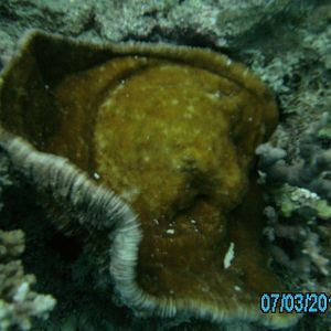 Australia_Underwater_2012_383