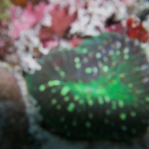 Australia_Underwater_2012_385