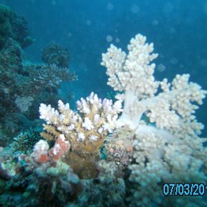 Australia_Underwater_2012_402