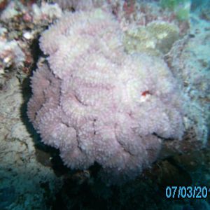 Australia_Underwater_2012_403