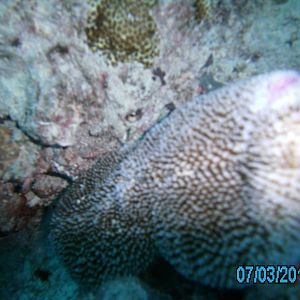 Australia_Underwater_2012_404