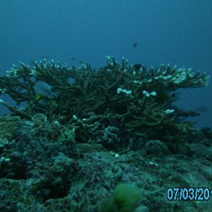 Australia_Underwater_2012_414