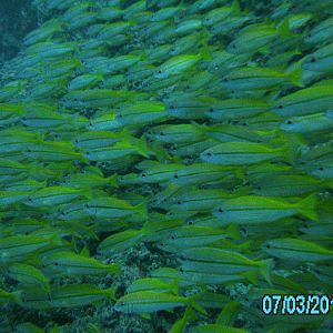 Australia_Underwater_2012_421