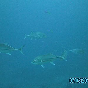 Australia_Underwater_2012_431