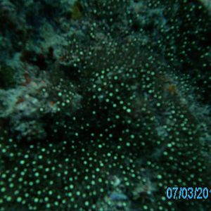 Australia_Underwater_2012_434