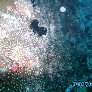 Australia_Underwater_2012_435