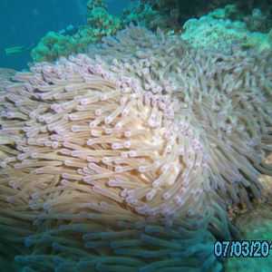 Australia_Underwater_2012_437