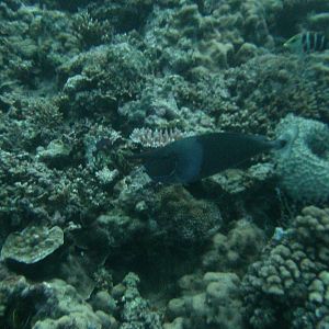 Australia_Underwater_2012_441