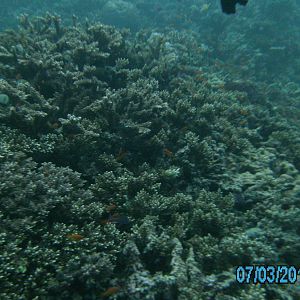 Australia_Underwater_2012_442