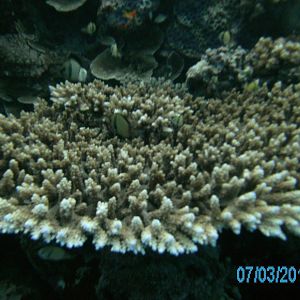 Australia_Underwater_2012_444