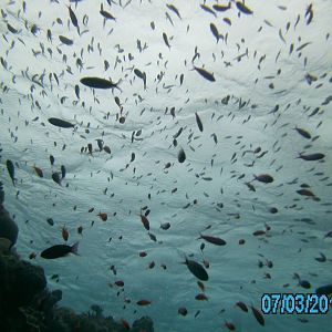 Australia_Underwater_2012_451