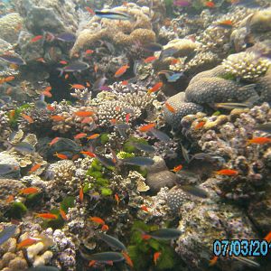 Australia_Underwater_2012_4531