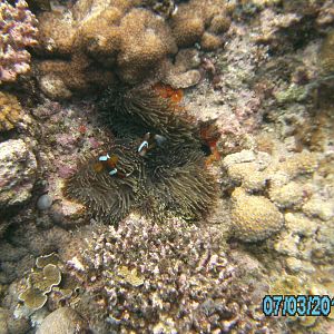 Australia_Underwater_2012_454