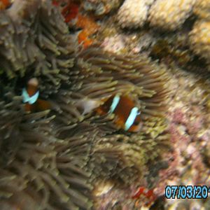 Australia_Underwater_2012_455