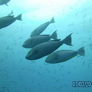 Australia_Underwater_2012_463