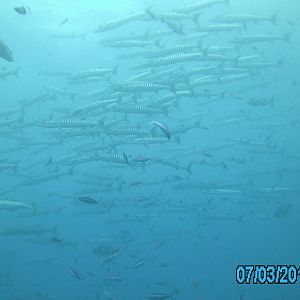 Australia_Underwater_2012_464