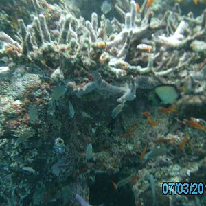 Australia_Underwater_2012_467