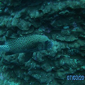 Australia_Underwater_2012_472