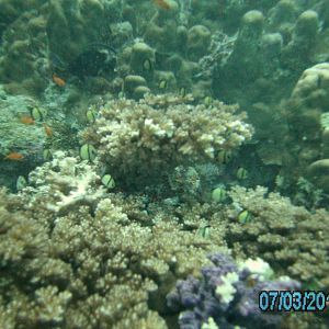 Australia_Underwater_2012_484