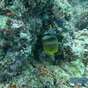 Australia_Underwater_2012_485