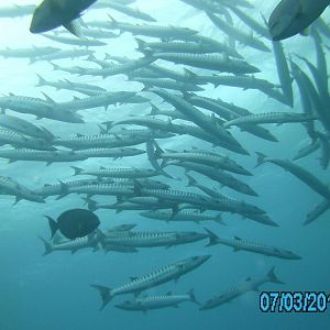 Australia_Underwater_2012_492