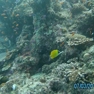 Australia_Underwater_2012_493