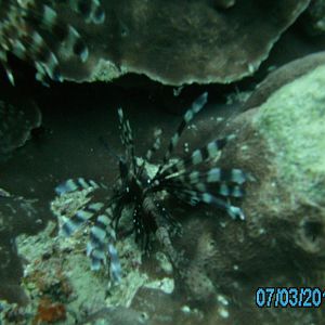 Australia_Underwater_2012_495