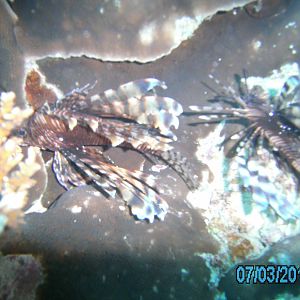 Australia_Underwater_2012_498