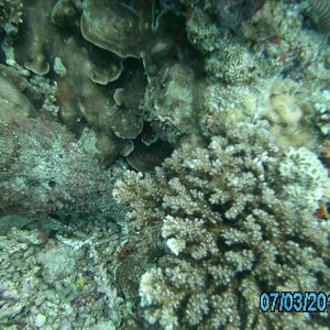 Australia_Underwater_2012_500