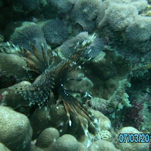 Australia_Underwater_2012_501