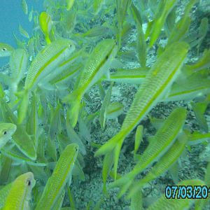 Australia_Underwater_2012_505