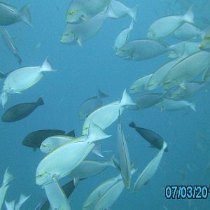 Australia_Underwater_2012_519