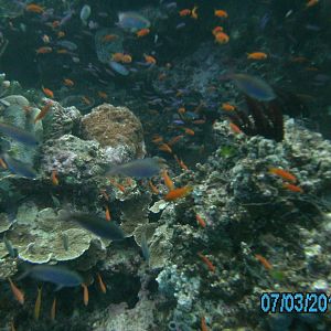 Australia_Underwater_2012_521