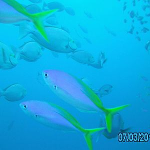 Australia_Underwater_2012_527