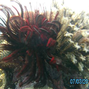 Australia_Underwater_2012_539