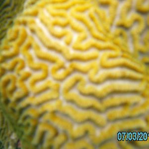 Australia_Underwater_2012_540