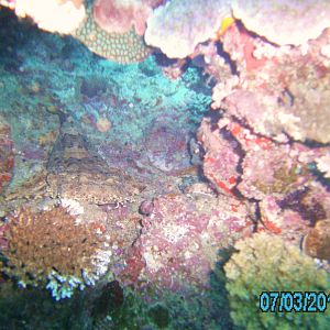 Australia_Underwater_2012_542