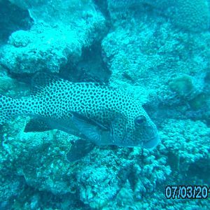 Australia_Underwater_2012_548