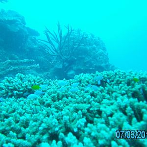 Australia_Underwater_2012_549