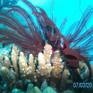 Australia_Underwater_2012_559